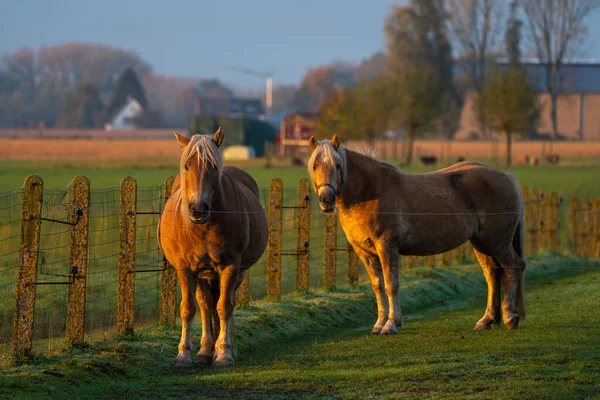 Krásného Mlhavého Rána Tento Krásný Farmářský Kůň Louce — Stock fotografie