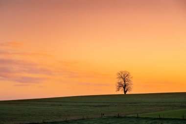 Güzel bir sabah bu güzel yalnız ağaç güneş doğarken tarlada duruyor.