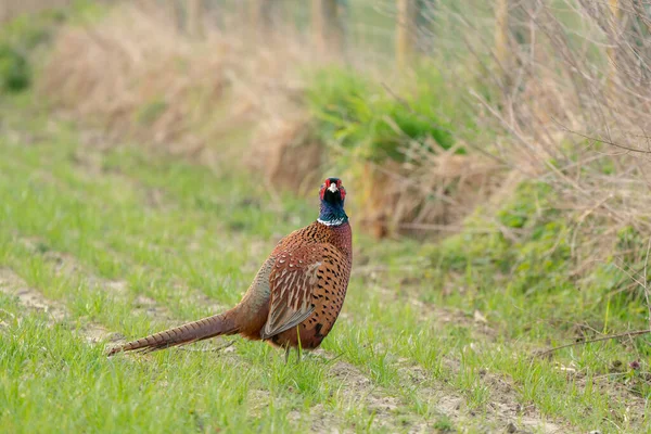 Pheasant Walking Nature Meadow — Stock Photo, Image