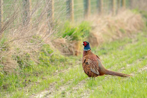Pheasant Walking Nature Meadow — Stock Photo, Image