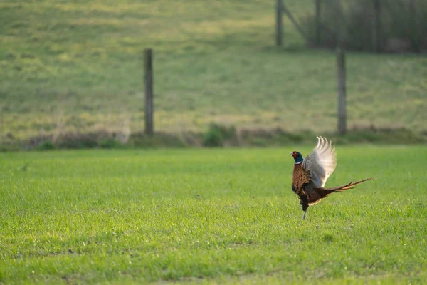 Calling Pheasant Beats His Wings Field Beautiful Morning — Stock Photo, Image