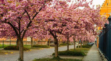 Japon kiraz ağacı bu baharda tam çiçeklenir.