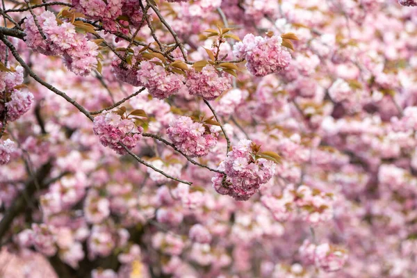 Japonský Třešeň Tentokrát Jaře Plném Květu — Stock fotografie