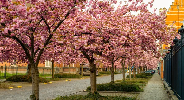 Japon kiraz ağacı bu baharda tam çiçeklenir.