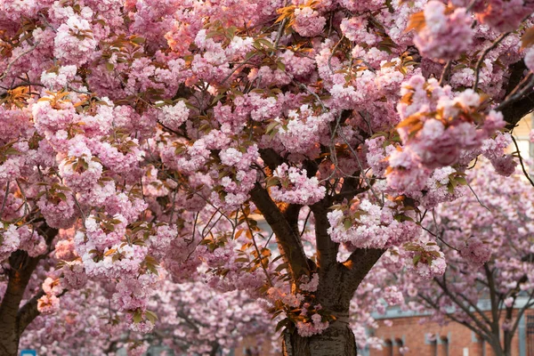 Japonský Třešeň Tentokrát Jaře Plném Květu — Stock fotografie
