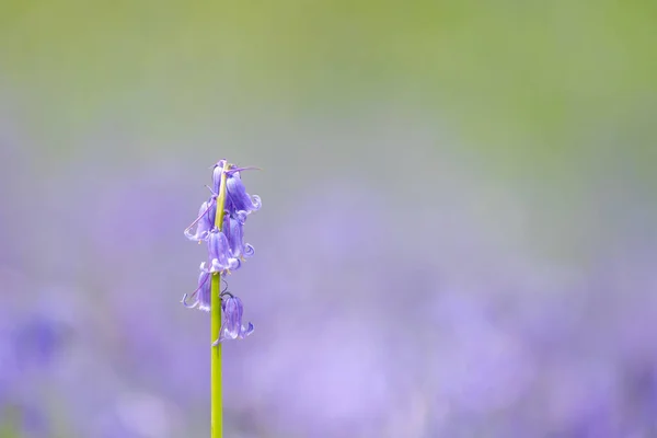 在森林里 春天的时候 地面上有树木和蓝铃花 — 图库照片