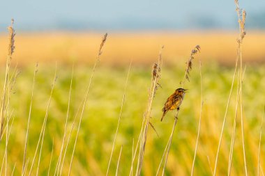 Bu Reed Warbler bahar boyunca sazlıklarda coşkuyla şarkı söylüyor.