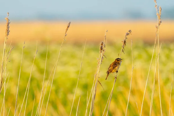 Reed Warbler Singing Exuberantly Reeds Spring — Stockfoto