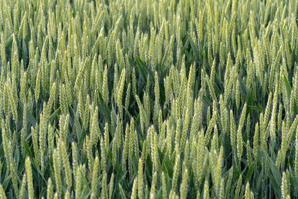 Grain Field Land Full Bloom Still Green — Stock Photo, Image