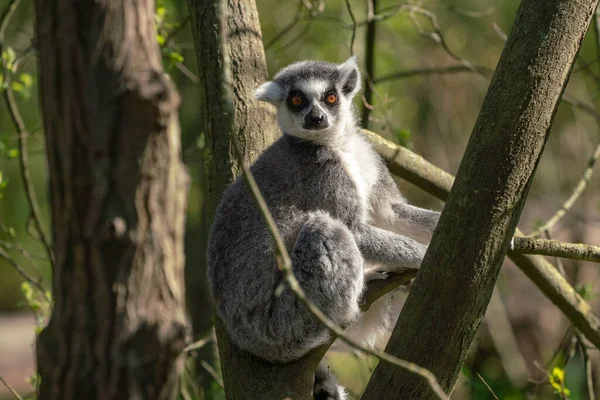 Branch Bush Sits Ring Tailed Lemur Lookout — Stock Photo, Image