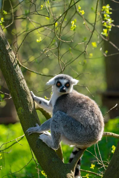 Branch Bush Sits Ring Tailed Lemur Lookout — Stock Photo, Image