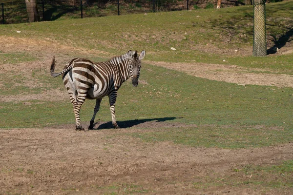 Zebra Looking Him Park — Stok fotoğraf