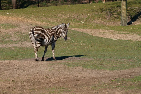 Zebra Looking Him Park — Stok fotoğraf