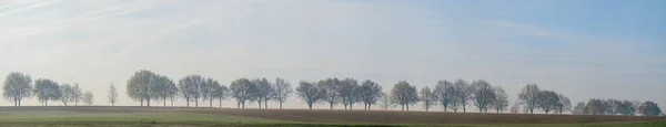 Next Meadow Row Trees Blue Sky — Stockfoto