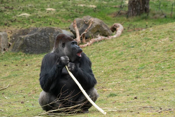 Silberrücken Gorilla Sitzt Und Beobachtet Seine Herde — Stockfoto