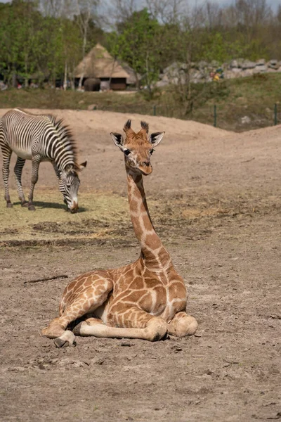 Une Petite Girafe Regarde Autour Parc Willife — Photo