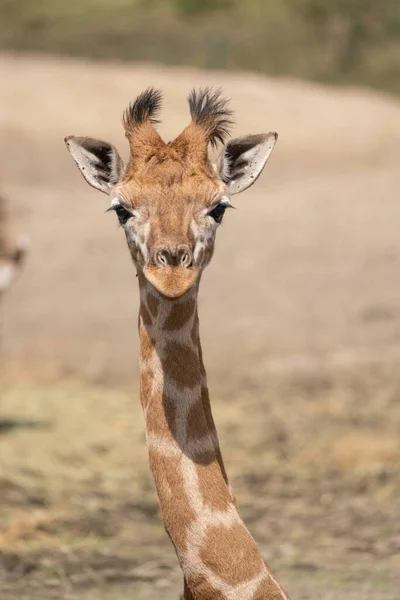 Bir Bebek Zürafa Willife Park Bakıyor — Stok fotoğraf