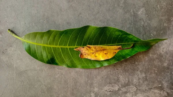 A green mango leaf and a yellow dry leaf lying on the cement floor.