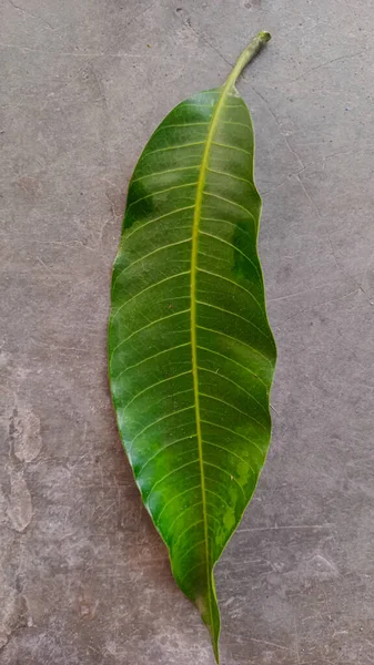 Una Hoja Mango Verde Yaciendo Suelo Cemento — Foto de Stock