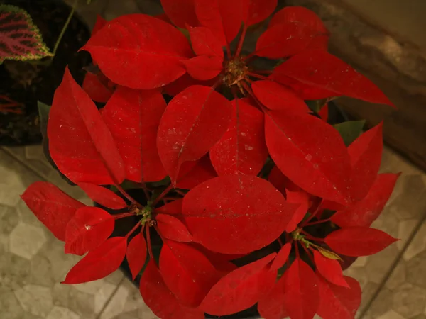 一品红或Kastuba植物是一个商业上很重要的植物种类在不同的刺科 — 图库照片