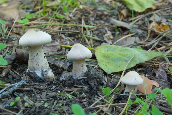 秋天森林里的蘑菇 — 图库照片