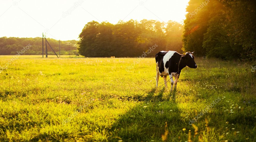 Cow on green grass