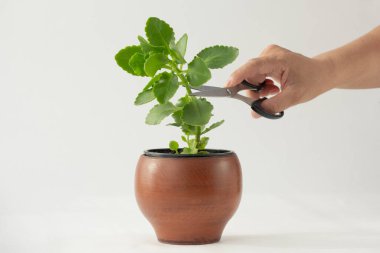 Beyaz arka planda filizlenmek için Kalanchoe bitkisiyle makas kesen kadın.