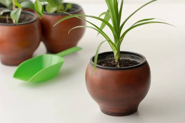 Pandanus Plant Brown Clay Pot White Background — Stock Photo, Image