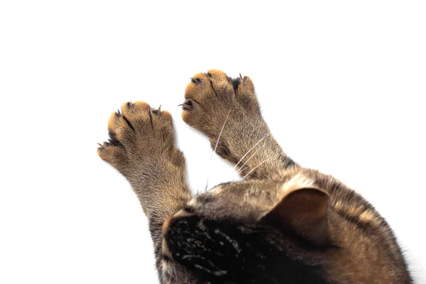 Kedi patisinin ve kafanın beyaz arkaplanda izole edilmiş üst görünümü