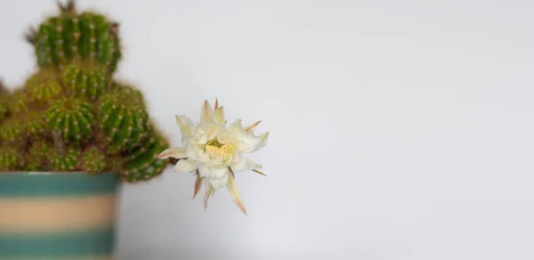 Blühender Kaktus im Topf mit weißer Blume auf weißem Hintergrund mit Kopierraum — Stockfoto