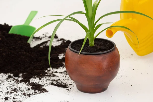 Beccuccio giallo di innaffiamento può versare pianta pandano in vaso di argilla marrone su sfondo bianco — Foto Stock