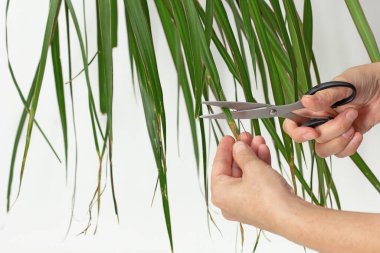 Kadın elleri beyaz arkaplanda makas kullanarak Dracaena marjinata yaprakları üzerinde kuru kahverengi kenarları kesiyor