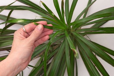 Üst görüntüde Dracaena marginata yaprağı beyaz arkaplanda kuru kahverengi kenar gösteriyor