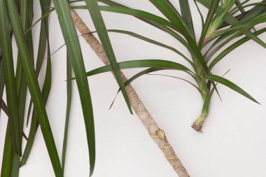Üst görünüm Dracaena marginata 'nın gövdesinden kesilmiş filizi beyaz arkaplana yerleştirmek için
