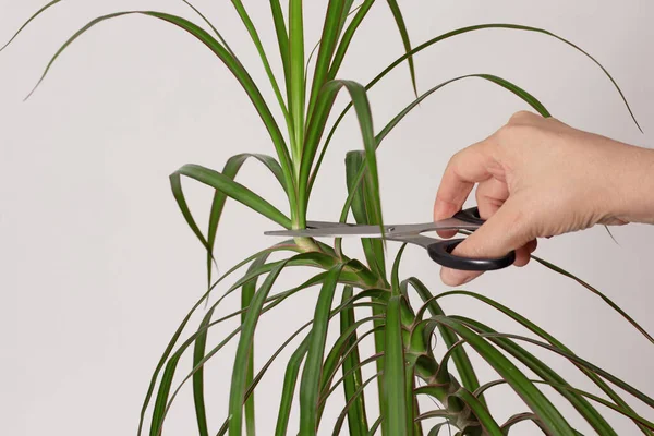 Gri arka planda bitkiyi yenilemek için Dracaena marginata 'nın tepesini budama