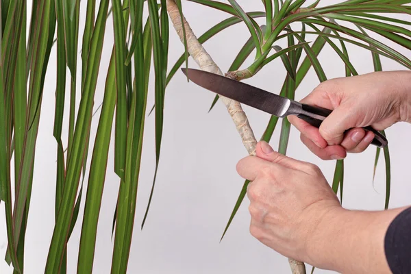 Kadın el budama sandığı Dracaena marginata Gri arka planda bitkiyi yenilemek için bıçak kullanıyor