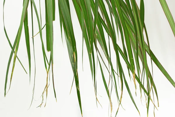 Blätter Mit Trockenen Braunen Rändern Von Dracaena Marginata Auf Weißem — Stockfoto