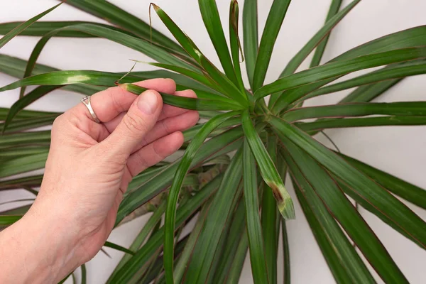 Üst görüntüde Dracaena marginata yaprağı beyaz arkaplanda kuru kahverengi kenar gösteriyor