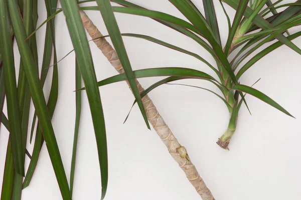 Üst görünüm Dracaena marginata 'nın gövdesinden kesilmiş filizi beyaz arkaplana yerleştirmek için