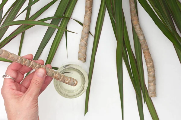 Bovenaanzicht Van Vrouw Hand Zetten Gesneden Stuk Stam Oude Dracaena — Stockfoto