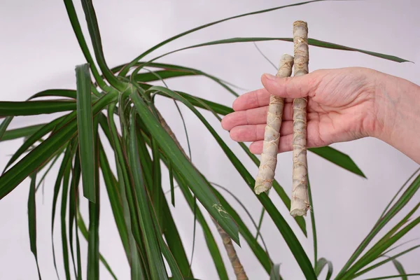 Beyaz arka plana yerleştirmek için eski Dracaena Marginata 'nın kesilmiş parçalarını tutan kadın.