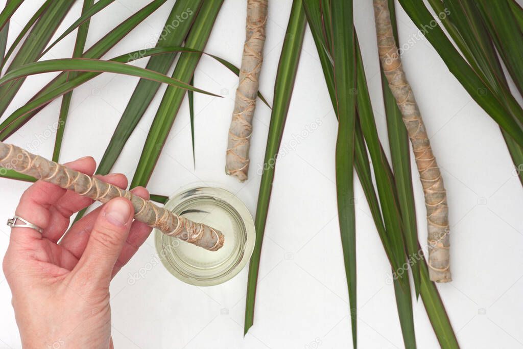 Top view of woman hand putting cutted piece of trunk old Dracaena marginata into water to root it on white background