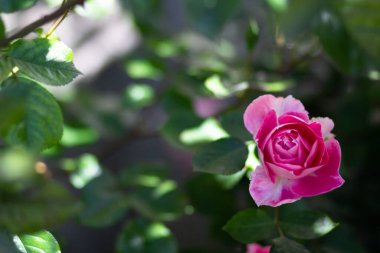 Bush bir çiçek çiçeği ile gül