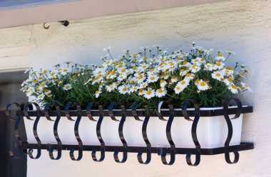 Beyaz duvara asılı çiçek yatakta Camomiles