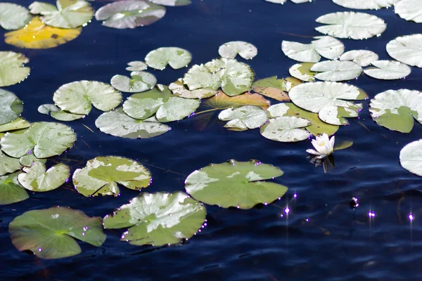 Водні Лілії Досить Озері Літньому Парку Стокове Фото