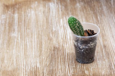 Plastik kabın içindeki kaktüs