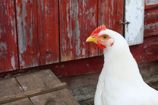 White Hen I — Stock Photo, Image