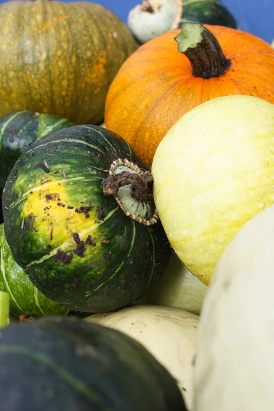 Squash Harvest III — Stock Photo, Image