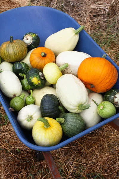 Squash Harvest IV — Stock Photo, Image