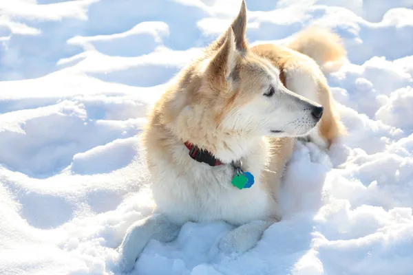 Nieve perro Imagen de archivo